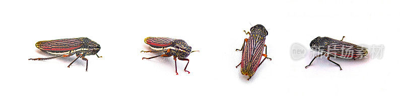 绿叶蝉(Cuerna costalis - Lateral - linsharpshooter)是叶蝉科蝉形目的一种。它们是昼行性的。隔离在白色背景四个视图
